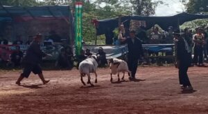 domba garut fokusjabar.id