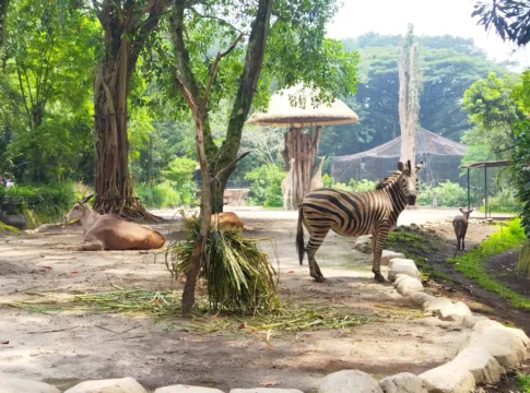 fokusjabar.id kebun binatang bandung