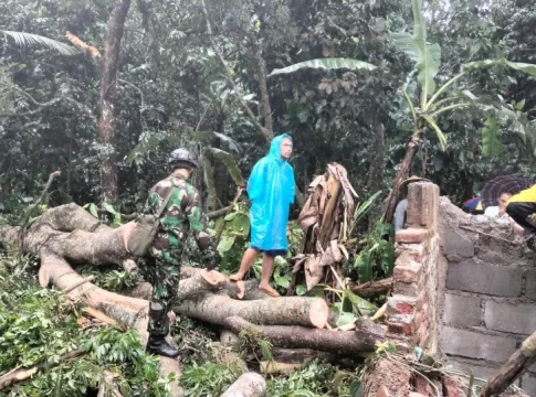 pohon tumbang fokusjabar.id