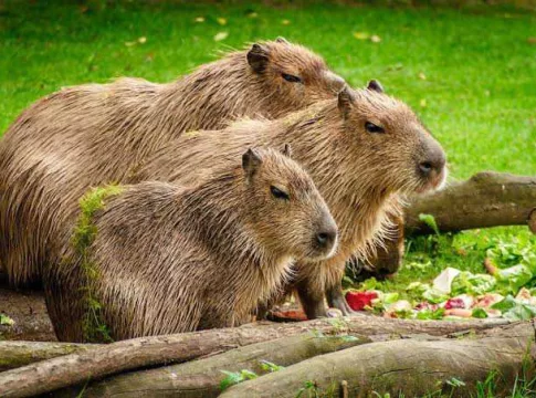 capybara fokusjabar.id