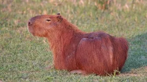 Capybara fokusjabar.id