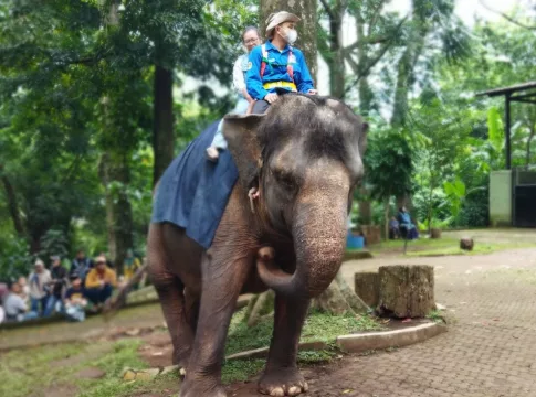 kebun binatang bandung fokusjabar.id