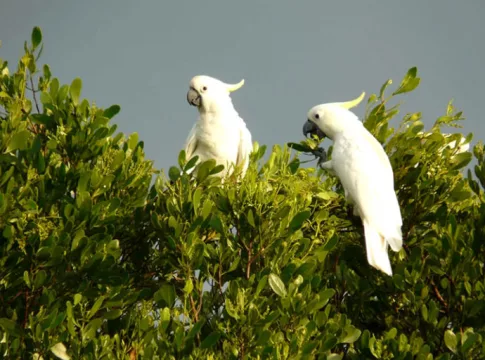 burung langka