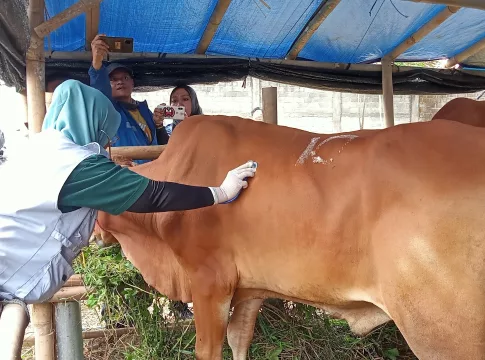 sapi kurban fokusjabar.id