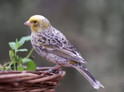 Burung Kenari