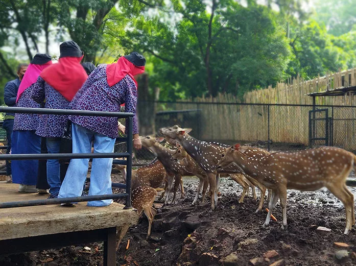 Pemerintah Kota (Pemkot) Bandung segera mengambil alih lahan Kebun Binatang Bandung. Hal ini sejalan dengan ketentuan pengelolaan Barang Milik Daerah (BMD) yaitu dengan mengamankan secara fisik, administrasi, maupun hukum.

(FokusJabar/Yusuf Mugni) 