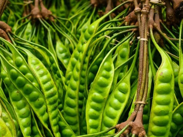 The Health Benefits of Petai: Rich in Nutrition, Energy Source, Improves Digestion, Supports Heart Health, and More!