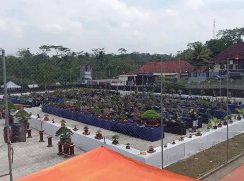 bonsai fokusjabar.id