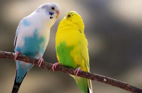 Tips Merawat Burung Kenari. Foto (WEB)