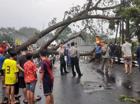 pohon tumbang fokusjabar.id