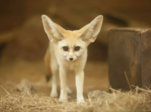 Mengenal Fennec, Rubah Terkecil di Dunia. Foto: WEB