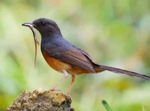 Pakan Burung Murai Batu Agar Tetap Gacor. Foto: Ilustrasi WEB