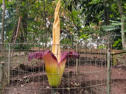 bunga bangkai fokusjabar.id