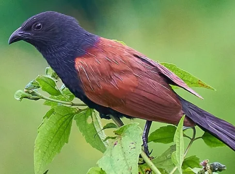 burung bubut fokusjabar.id