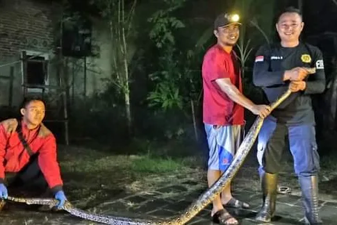 Keterangan Foto: Petugas pemadam kebakaran mengamankan seekor ular sanca seoanjang 3,5 meter yang masuk ke rumah warga di Kota Banjar.