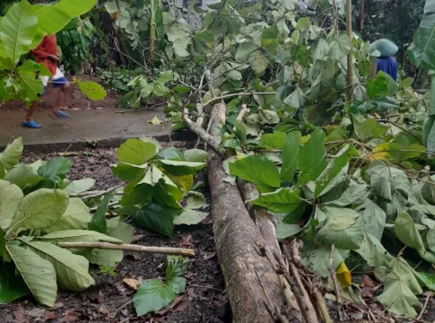 pohon tumbang pamarican