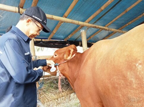 Ket foto : Kepala Dinas DKP3 Kota Tasikmalaya Saat Memasang Tanda Hewan Sehat Dan Layak Untuk Sapi Kurban (fokusjabar/Seda)