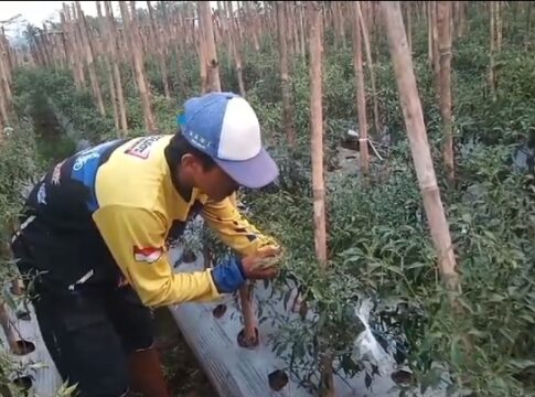 Caption: Petani di Kota Banjar.