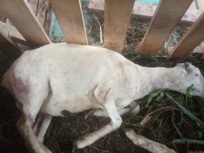 Ketfot: Kambing di Rajadesa Ciamis Mati Diserang Binatang Buas