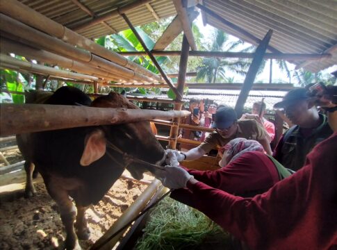 Caption: petugas dari Dinas pertanian melakukan pengecekan hewan qurban