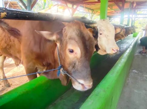 idul adha pangandaran