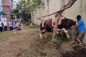 sapi kurban ngamuk fokusjabar.id