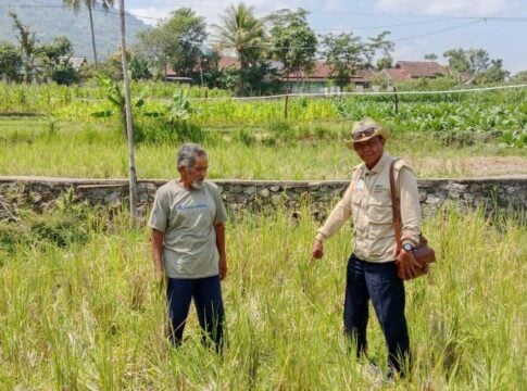 petani sukaluyu fokusjabar.id