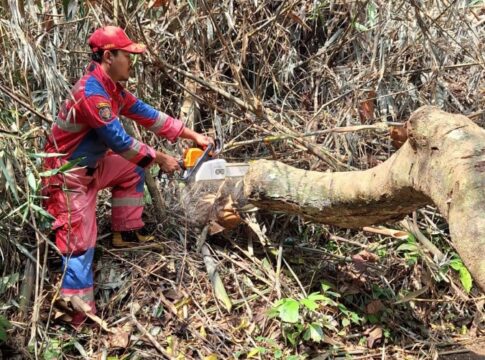 Ketpot: Petugas Damkar pos WMK Kawali saat mengevakuasi pohon tumbang di area Situs Astana Gede Ciamis