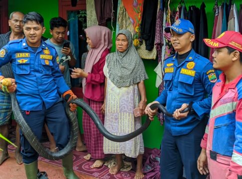 Ketpot: Petugas pos Damkar WMK Kawali sesaat setelah berhasil mengamankan ular King Kobra dari dapur rumah milik Nenek Esih warga Kecamatan Jatinagara Ciamis