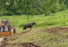 Poto: Suasana baru di Cagar Alam Pananjung, dengan kehadiran Banteng Jawa Pangandaran