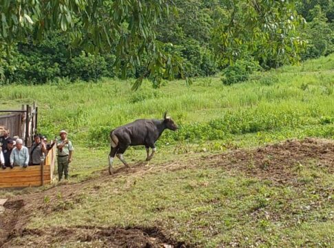 Poto: Suasana baru di Cagar Alam Pananjung, dengan kehadiran Banteng Jawa Pangandaran