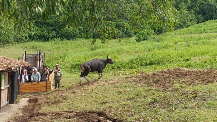 Poto: Suasana baru di Cagar Alam Pananjung, dengan kehadiran Banteng Jawa Pangandaran