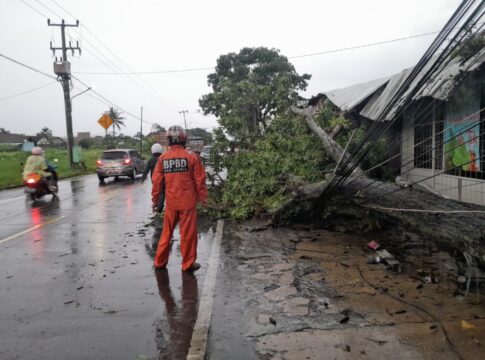 Ketfot: Kabel Jaringan Internet (Fiber Optik) hang tertaril Pohon Tumbang di Wilayah Jalur Jalan Singangkasih Ciamis