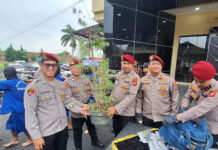 Foto: Pohon ganja ditanam dalam pot oleh pria asal Lembang, Kabupaten Bandung Batar. (Arif)