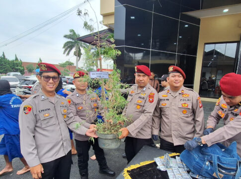 Foto: Pohon ganja ditanam dalam pot oleh pria asal Lembang, Kabupaten Bandung Batar. (Arif)