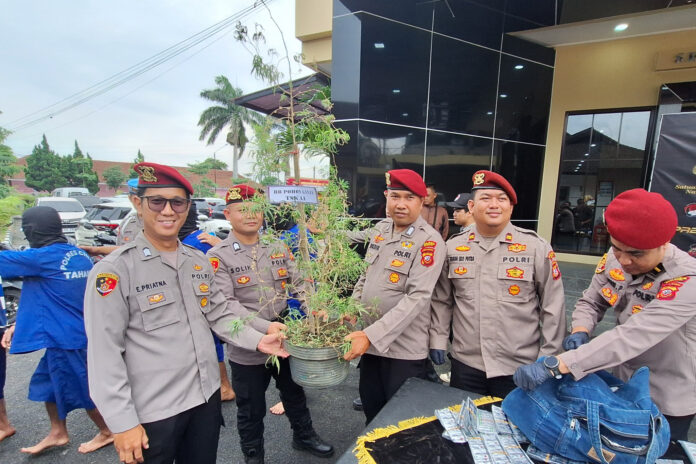 Foto: Pohon ganja ditanam dalam pot oleh pria asal Lembang, Kabupaten Bandung Batar. (Arif)