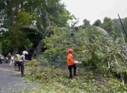 Poto; Kondisi Tim Gabungan saat evakuasi pohon tumbang