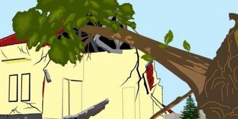 pohon rambutan tumbang fokusjabar.id