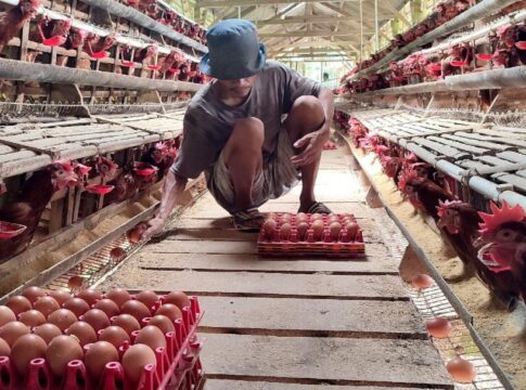 Ketpot: Harga Telurr di Ciamis naik, Rizki salah seorang peternak ayam petelor saat mengambil telor di kandang