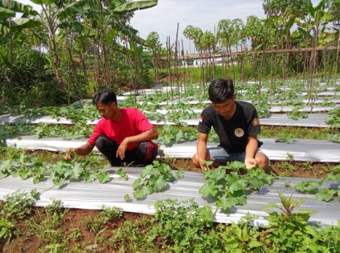 Ketpot: Rifki dan Agus saat merawat tanaman Bonteng suri di lahan pertanian mereka