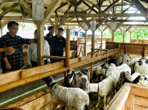 domba garut fokusjabar.id