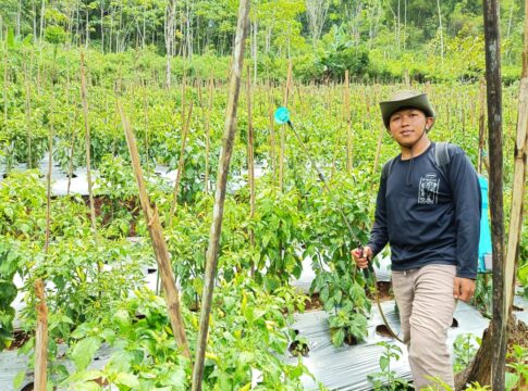 Caption: Adi Haryanto petani muda Ciamis menyemprot pestisida di lahan cabainya