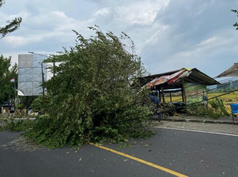 Ketfot: Sebuah pohon tumbang di Jalan Raya Cihaurbeuti, Kecamatan Cihaurbeuti, Kabupaten Ciamis, pada Kamis (6/2/2025) sekitar pukul 09.50 WIB. Foto (Irpan)