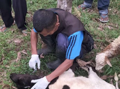 Ket foto : Hewan Peliharaan Domba, miliki Warga Cikatomas Tasikmalaya mati diserang Anjing hutan (fokusjabar/Seda)