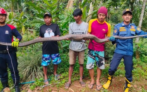 Ketpot: Ular Piton yang berhasil di evakuasi di Dusun Namas Desa Buniseuri Ciamis