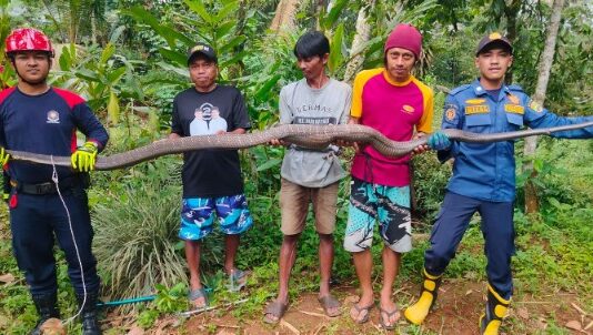 Ketpot: Ular Piton yang berhasil di evakuasi di Dusun Namas Desa Buniseuri Ciamis