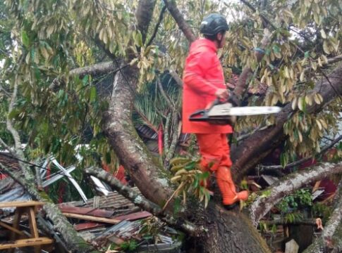 Ketpot: Pohon yang tumbang di wilayah Kecamatan Cijeungjing Ciamis yang timpa rumah warga dan sebuah mobil