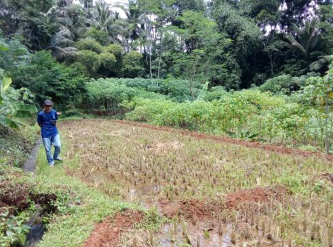 dusun ciawitali fokusjabar.id