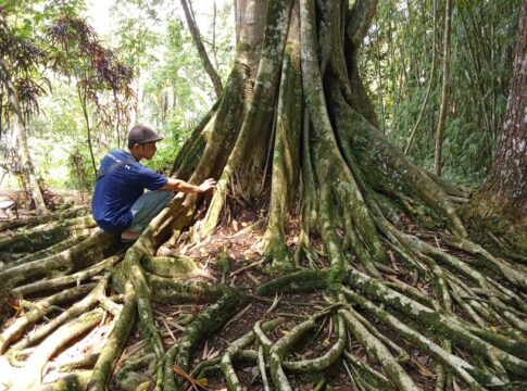 Ketpot: Makam Eyang Raden Sukmawijaya yang berada di bawah pohon Kiara