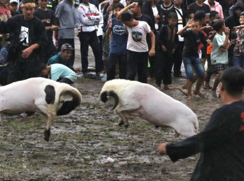 ketangkasan domba garut fokusjabar.id